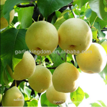 Good quality Fresh Golden pear /Yellow pear on sale